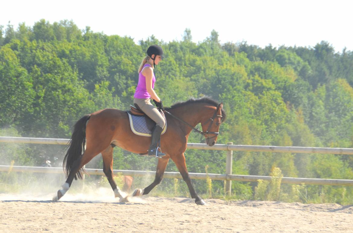 Welsh Partbred (Sec F) Cooper TG billede 17