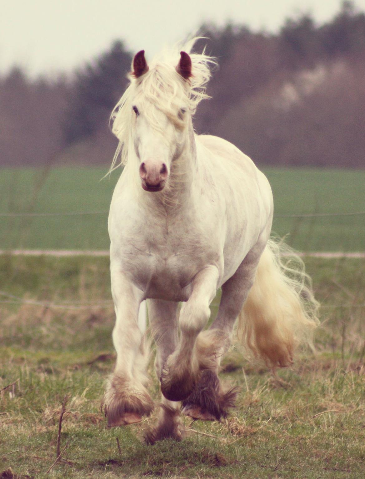 Irish Cob Johnatan billede 3
