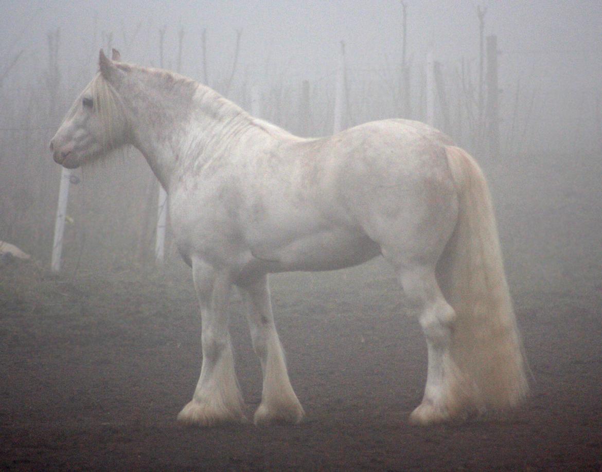 Irish Cob Johnatan billede 7