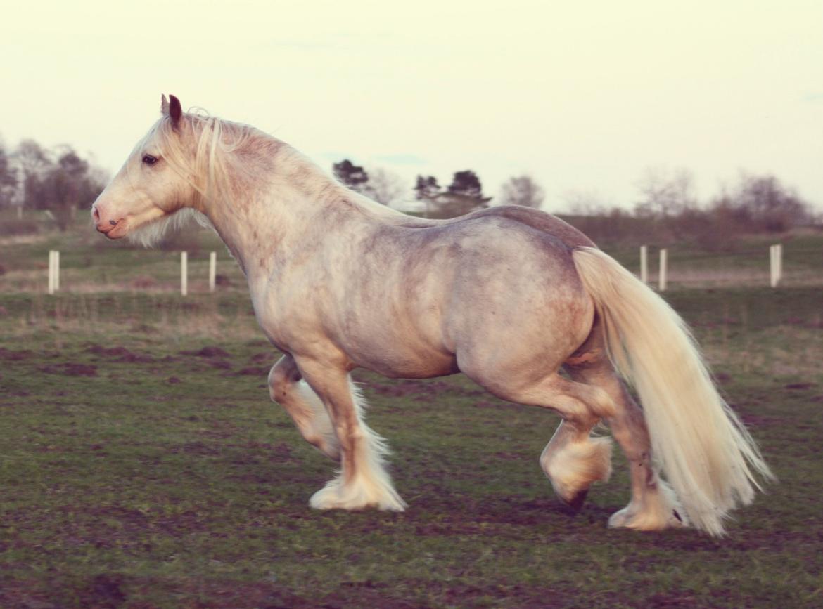 Irish Cob Johnatan billede 4