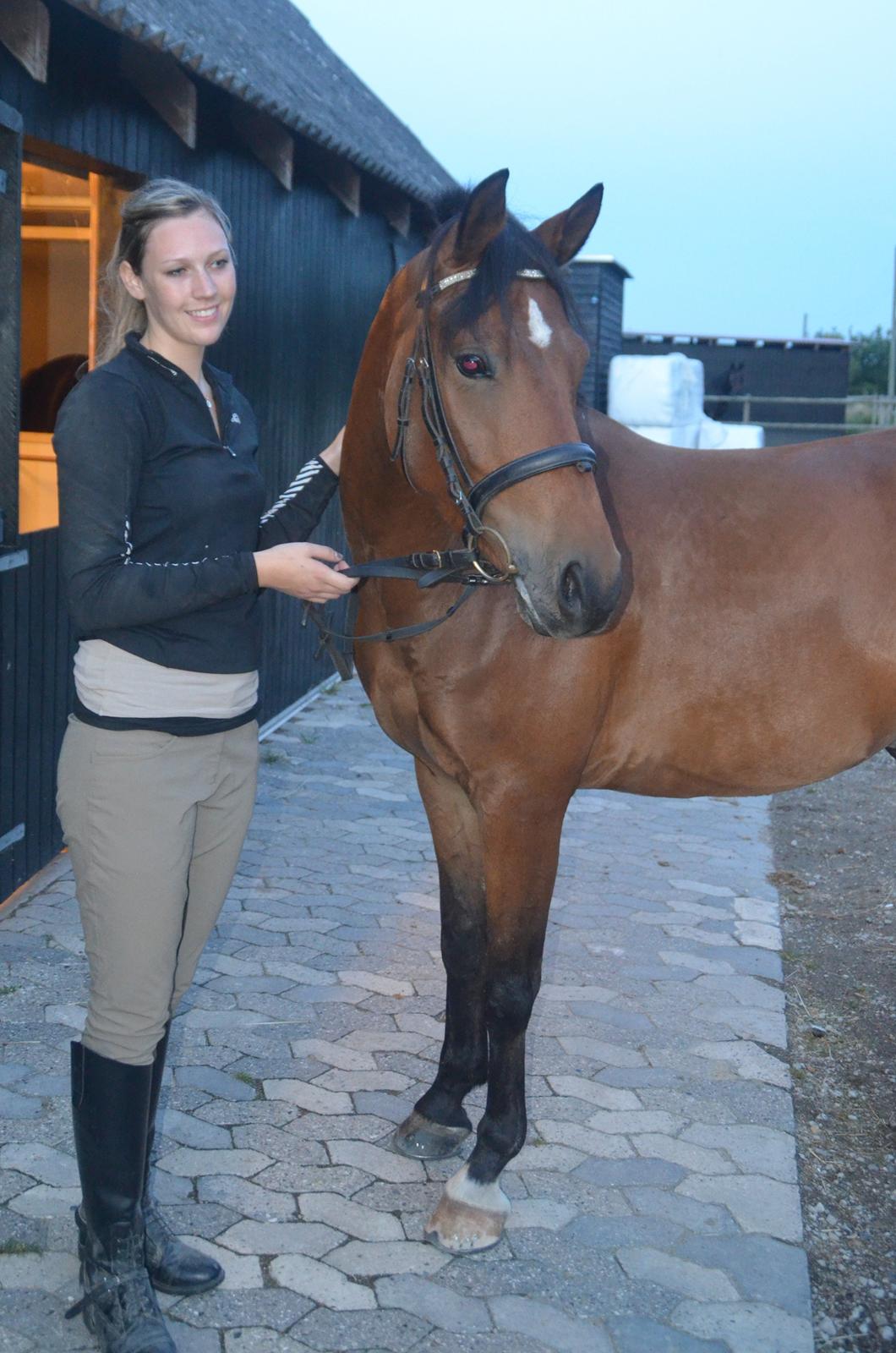 Welsh Partbred (Sec F) Cooper TG billede 18
