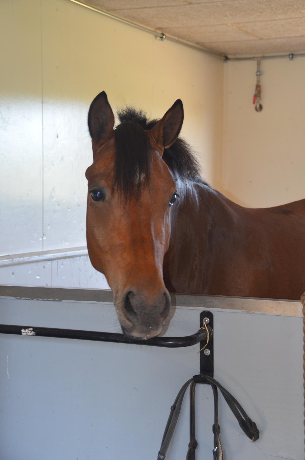 Welsh Partbred (Sec F) Cooper TG billede 19