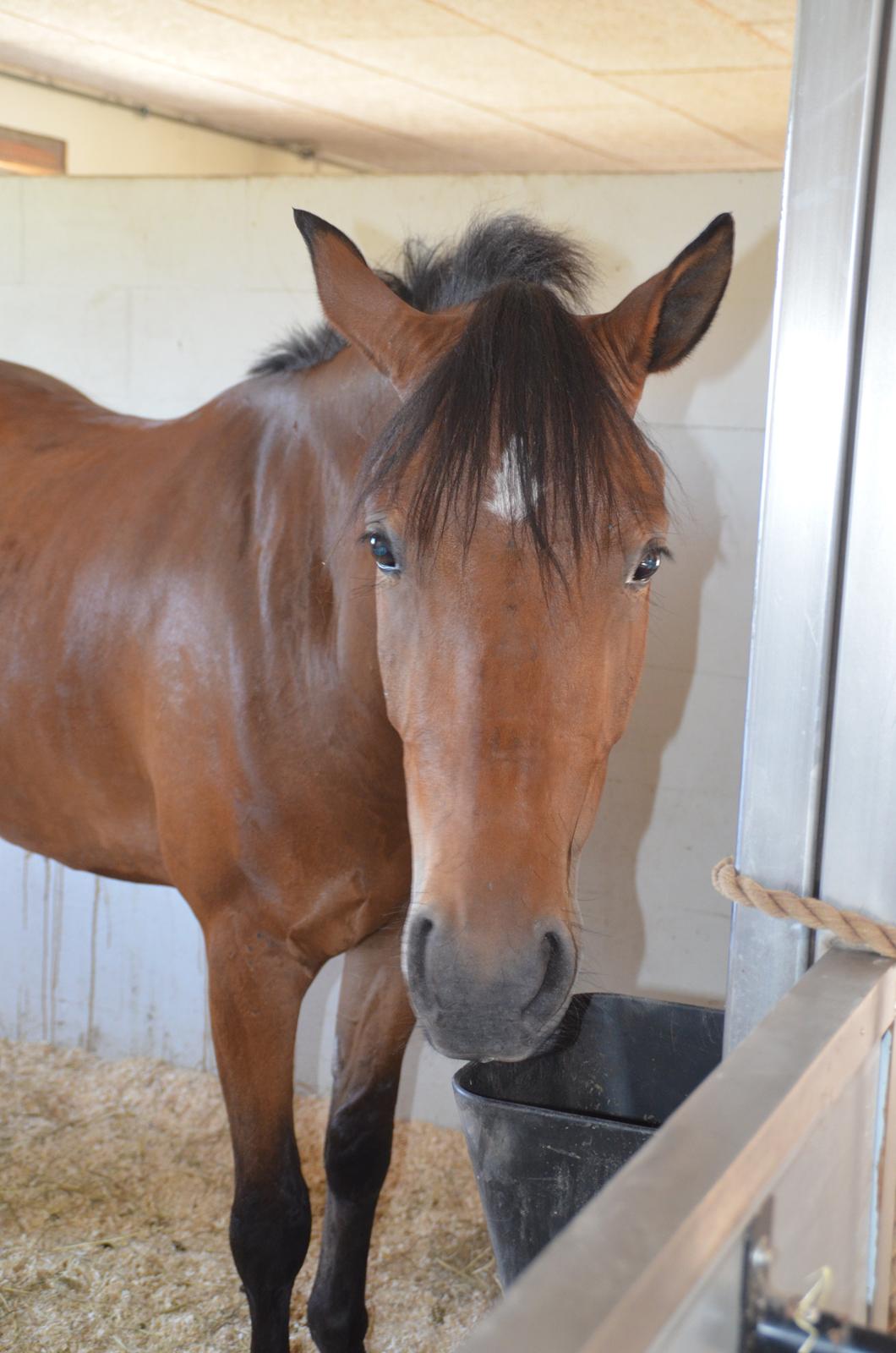 Welsh Partbred (Sec F) Cooper TG billede 20