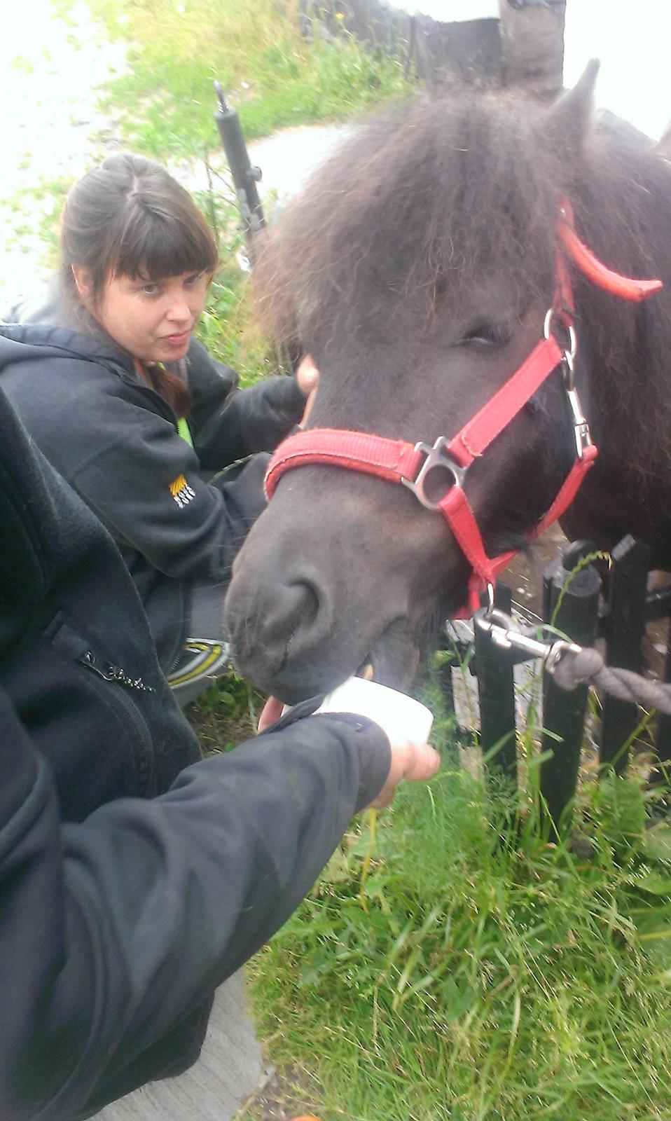 Shetlænder Truk (kurt) billede 8