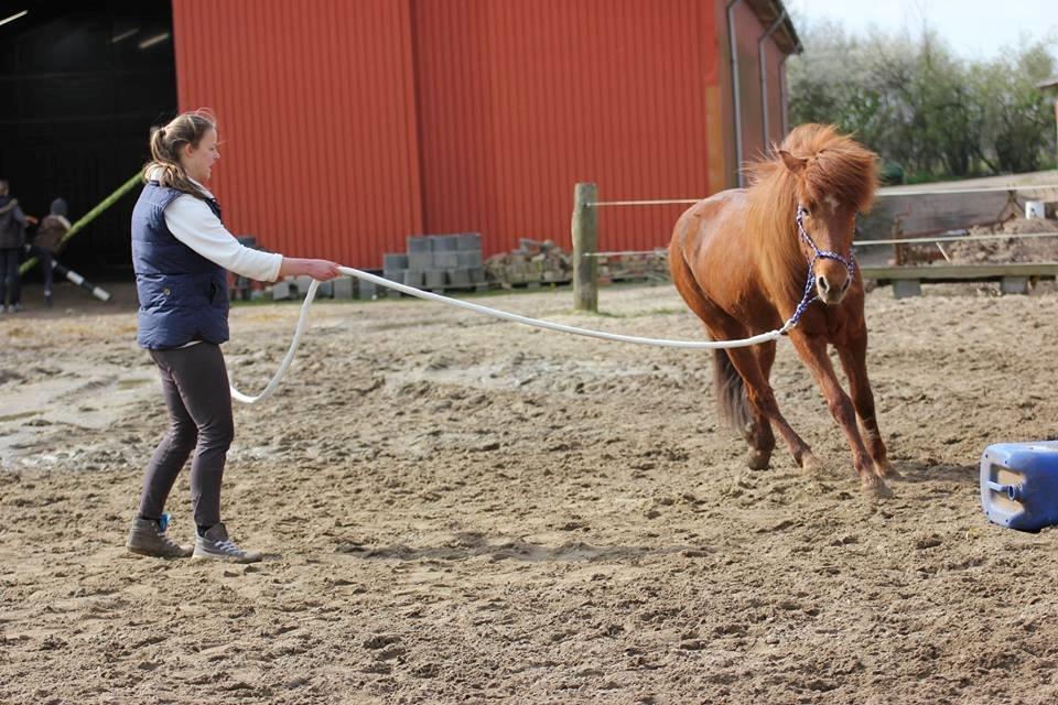 Islænder stjarna<3 billede 10