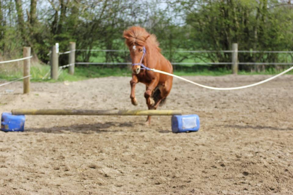 Islænder stjarna<3 billede 11