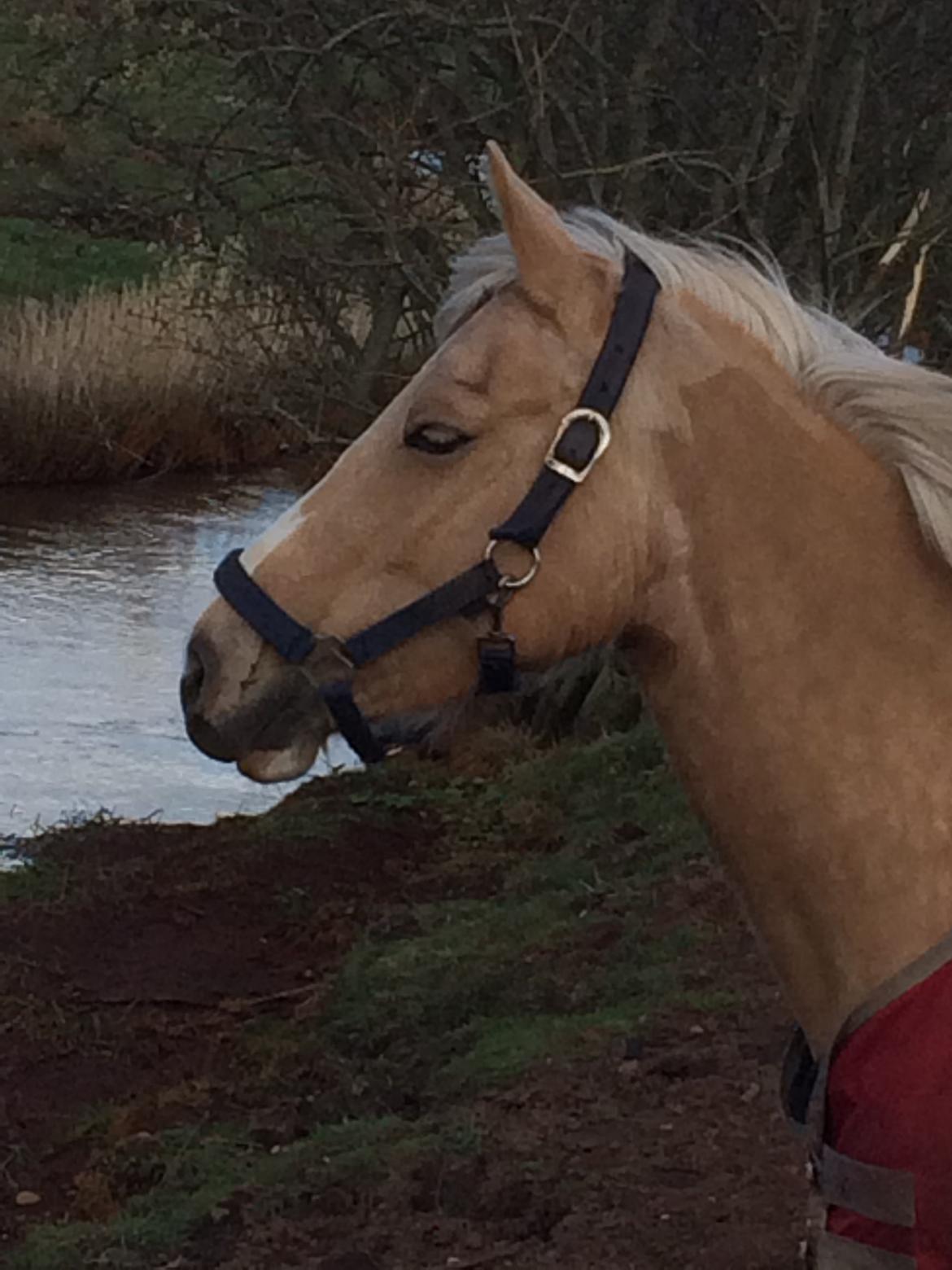 Anden særlig race Fenja billede 12