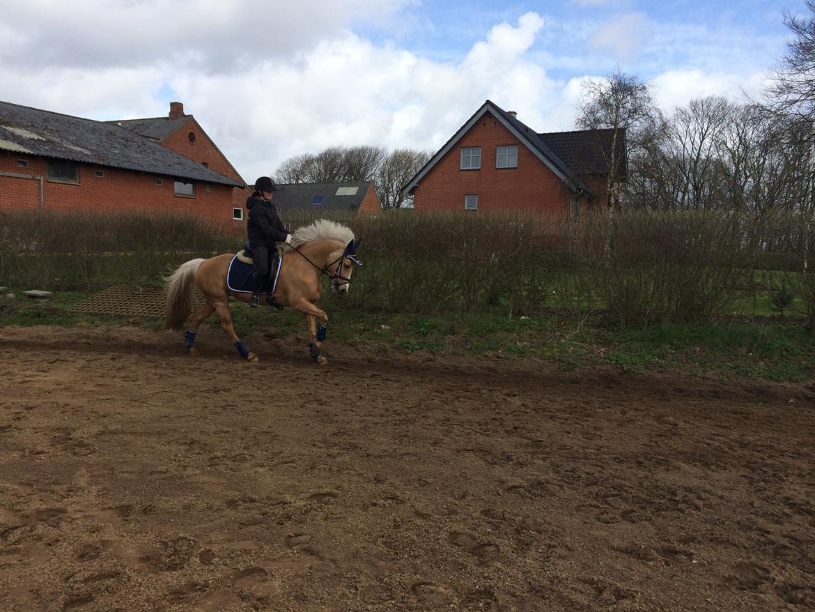 Anden særlig race Fenja billede 13