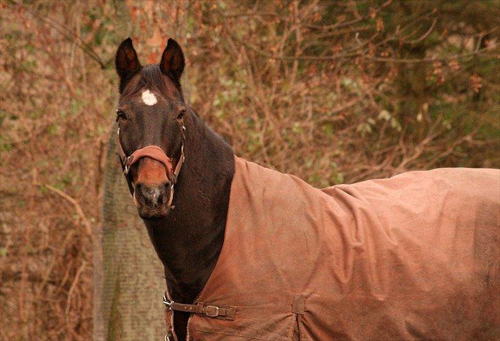 Oldenborg Adonis Odderbjerg billede 1