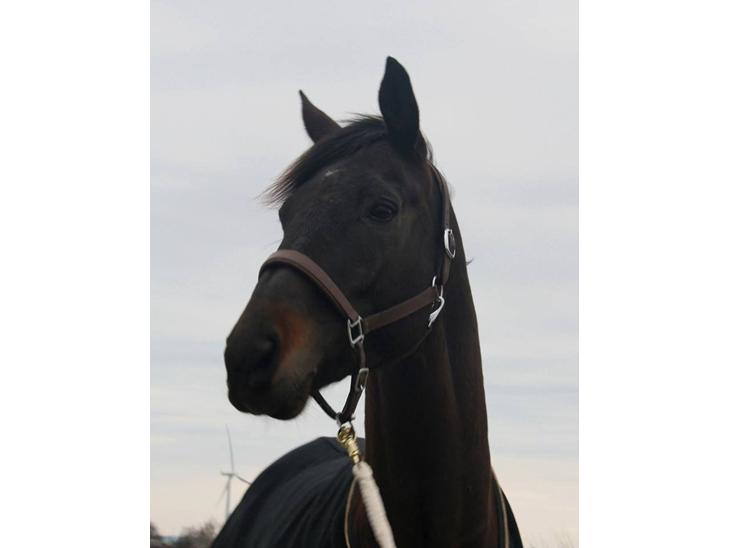 {{currentPhoto.altText}} billede {{currentPhoto.number}}