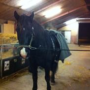 Welsh Cob (sec D) Sønderlyngs Archibal