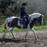 Pinto Mihrab's Joline May