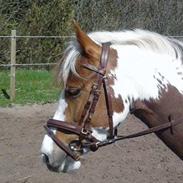 Pinto Mihrab's Joline May