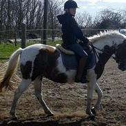 Pinto Mihrab's Joline May