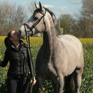 Dansk Varmblod Herslev Mark's Chelina