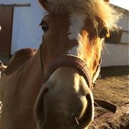 Haflinger Kousteds Ronja