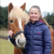 Haflinger Kousteds Ronja