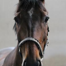 Tjekkisk Varmblod  Kusaj