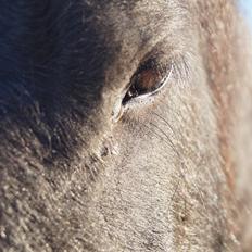 Barockpferd Ingemanns hector