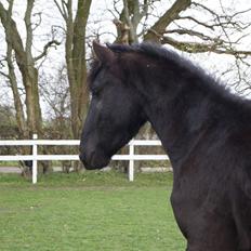 Barockpferd Ingemanns hector