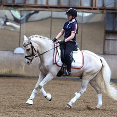 Welsh Pony af Cob-type (sec C) Rosengårdens nathowra