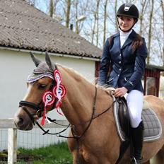 Palomino |  Citta <3