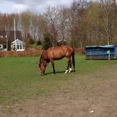 Dansk Varmblod Elektra Lysegård