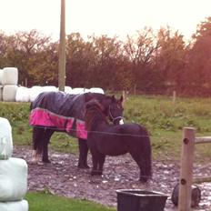 Welsh Cob (sec D) Sønderlyngs Archibal