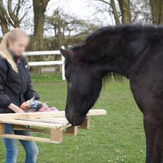 Barockpferd Ingemanns hector