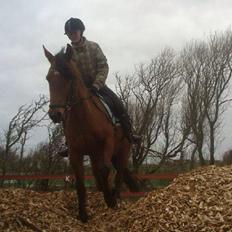 Anden særlig race Pepsi