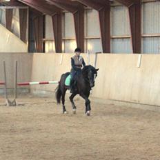 Dansk Varmblod Gevinst*solgt*