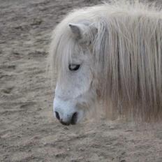 Dansk Miniature Katrinesmindes Perhaps Love aka. Happy - RIP