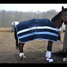 Fuldblod (XX) King Of York