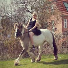 Irish Cob Crossbreed Fiona (Filina)