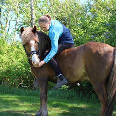 Anden særlig race Pegasus