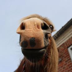 Anden særlig race Pegasus