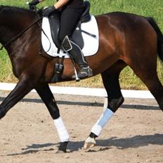 Dansk Varmblod Taylor