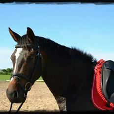 Dansk Varmblod Taylor