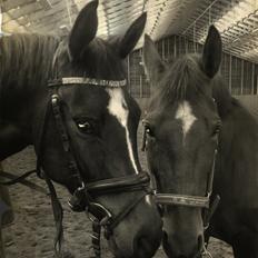 Dansk Varmblod Taylor