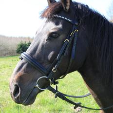 Anden særlig race Skonhøjs Mondi | Savnet så forfærdelig meget! :'( 