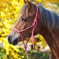 Anden særlig race Gry Soleil [Himmelhest]