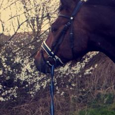 Dansk Varmblod Lindergårdens Loke