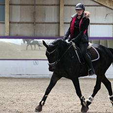 Hollandsk Varmblod Benneton <3