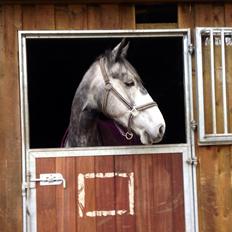 Hollandsk Varmblod Diana