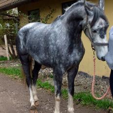 Hollandsk Varmblod Diana