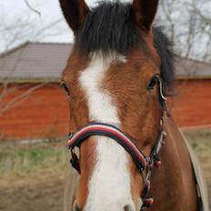 Anden særlig race Amigo(Møffe)