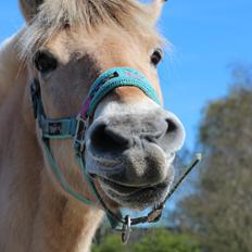 Fjordhest Gjønge  Frimann<3 Bedsteven! <3