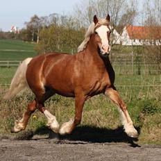 Welsh Cob (sec D) Roxette Royal