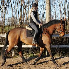 Dansk Varmblod Fredbo's Accord