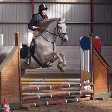 Shagya Araber (SH) Óbajan